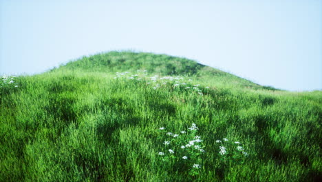 Grüne-Hügel-Mit-Frischem-Gras-Und-Wilden-Blumen-Zu-Beginn-Des-Sommers